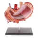 thumbnail image 3 of Modelo de Anatomía - El Estómago 4D Vison Contiene 22 Piezas Desmontables Y Pantalla, 3 of 8