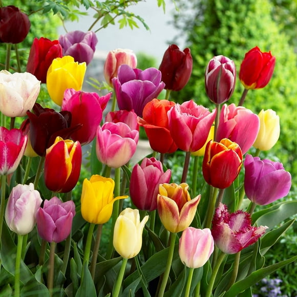 TASC Tulip Flower Bulbs-Tulip Triumph Assorted (20 Bulbs)