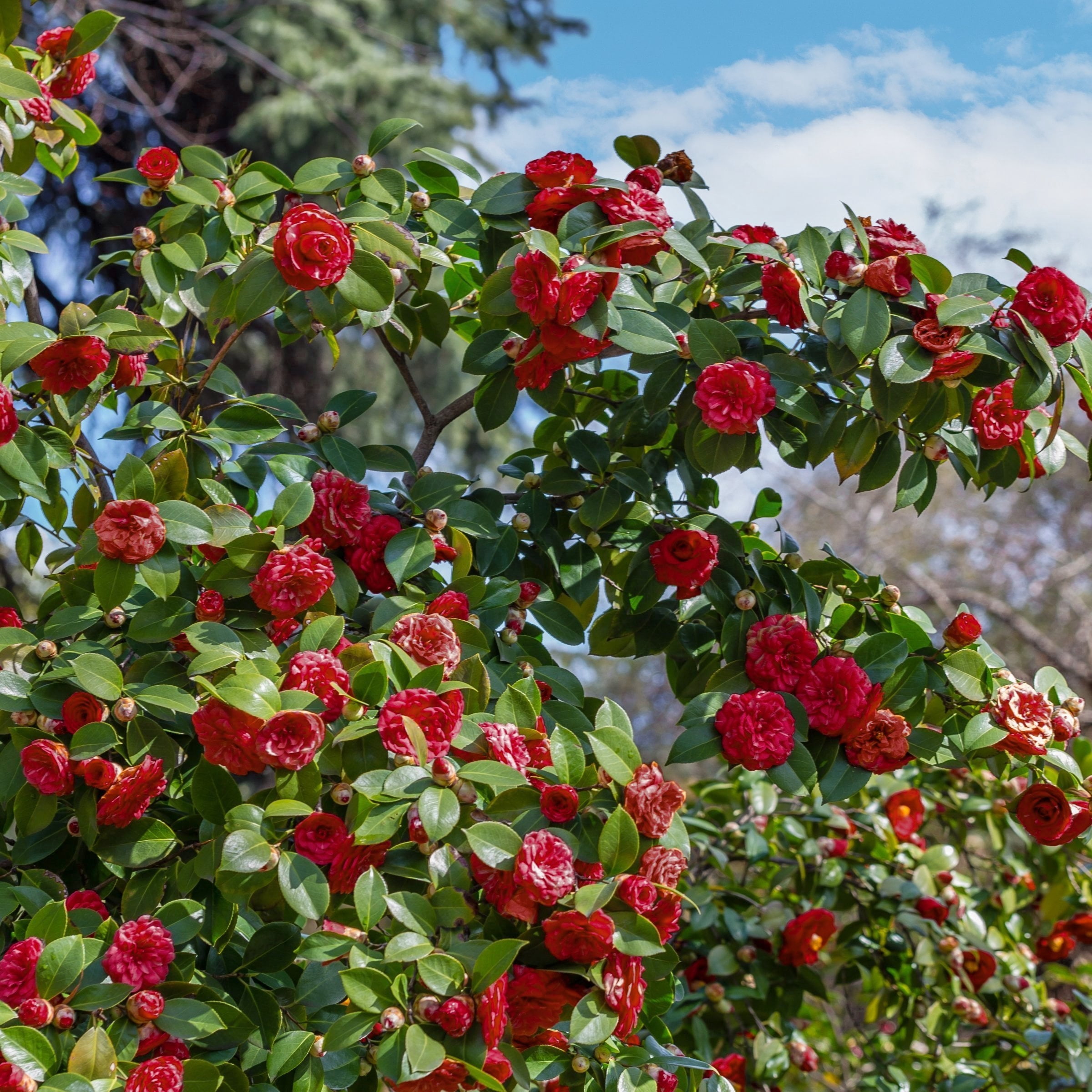 National Plant Network 3 gal. Camellia Kramer Supreme Live Shrub