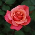 thumbnail image 4 of Heirloom Roses - Honeysweet Hardy Rose Bush - Live Orange Rose Bushes, 4 of 9