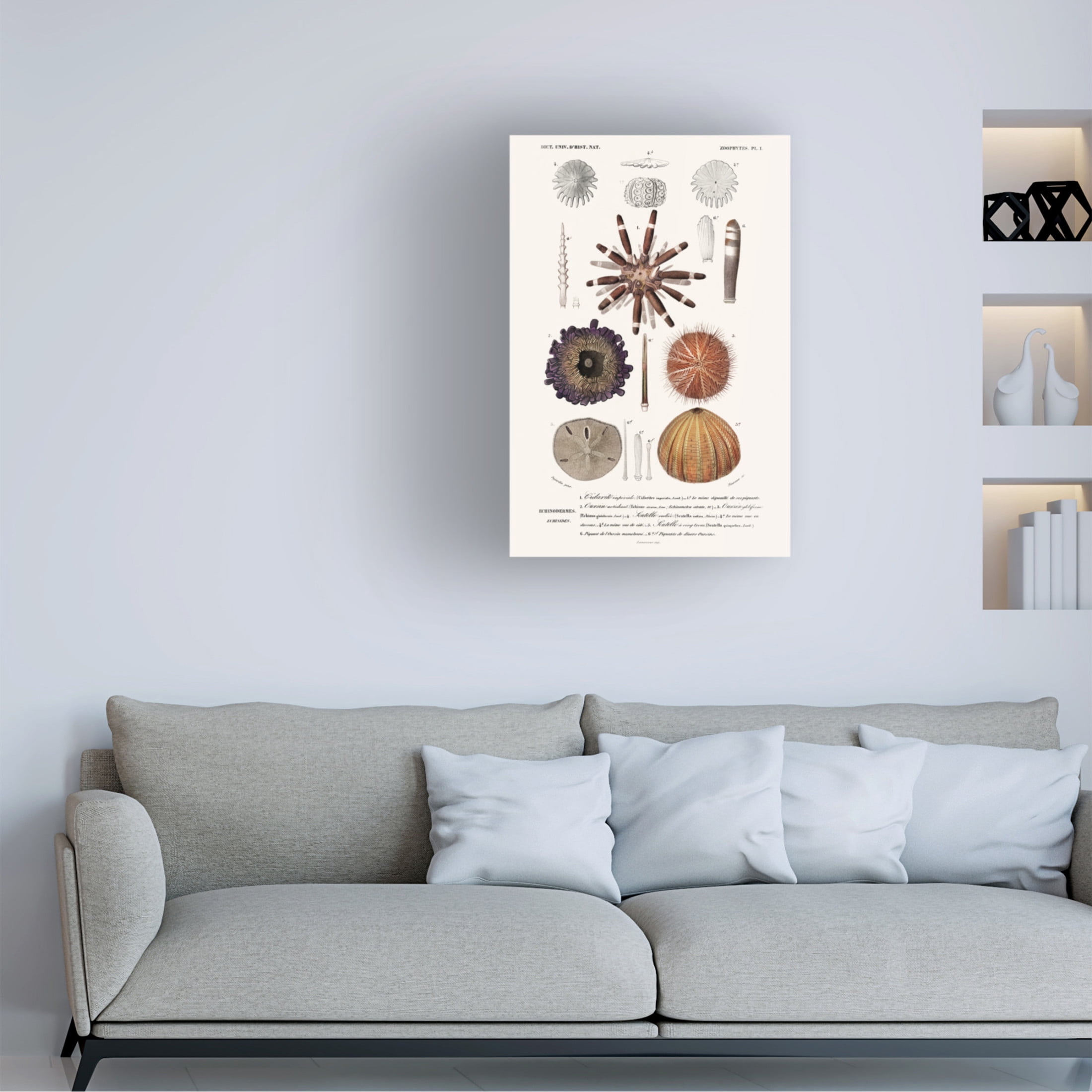 Trademark Fine Art M. Charles D'Orbigny  D'Orbigny Sealife IV Canvas Wall Art