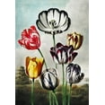 thumbnail image 2 of Thornton, Robert John 14x18 Black Ornate Wood Framed with Double Matting Museum Art Print Titled - Tulips from The Temple of Flora, 2 of 4
