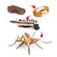 thumbnail image 3 of 2-3 del paquete Ciclo de aprendizaje de 4 partes  3 piezas Sunnimix Juego de crecimiento de insectos para niños, 3 of 8