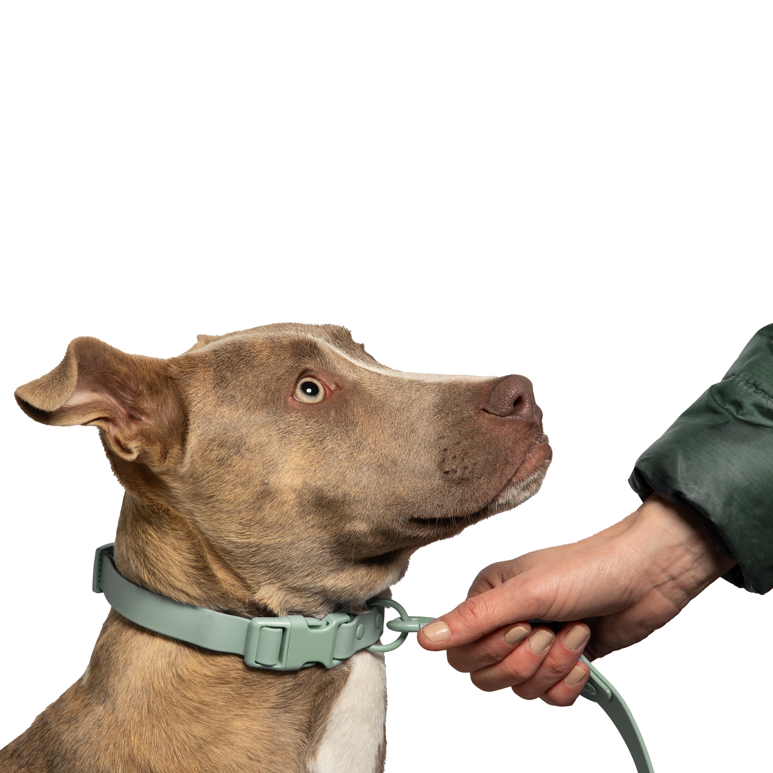Vibrant Life 6' TPU Water Resistant Standard Dog Leash, Sage Green