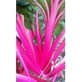 thumbnail image 2 of Magenta Sunset Swiss Chard Seeds, 2 of 4