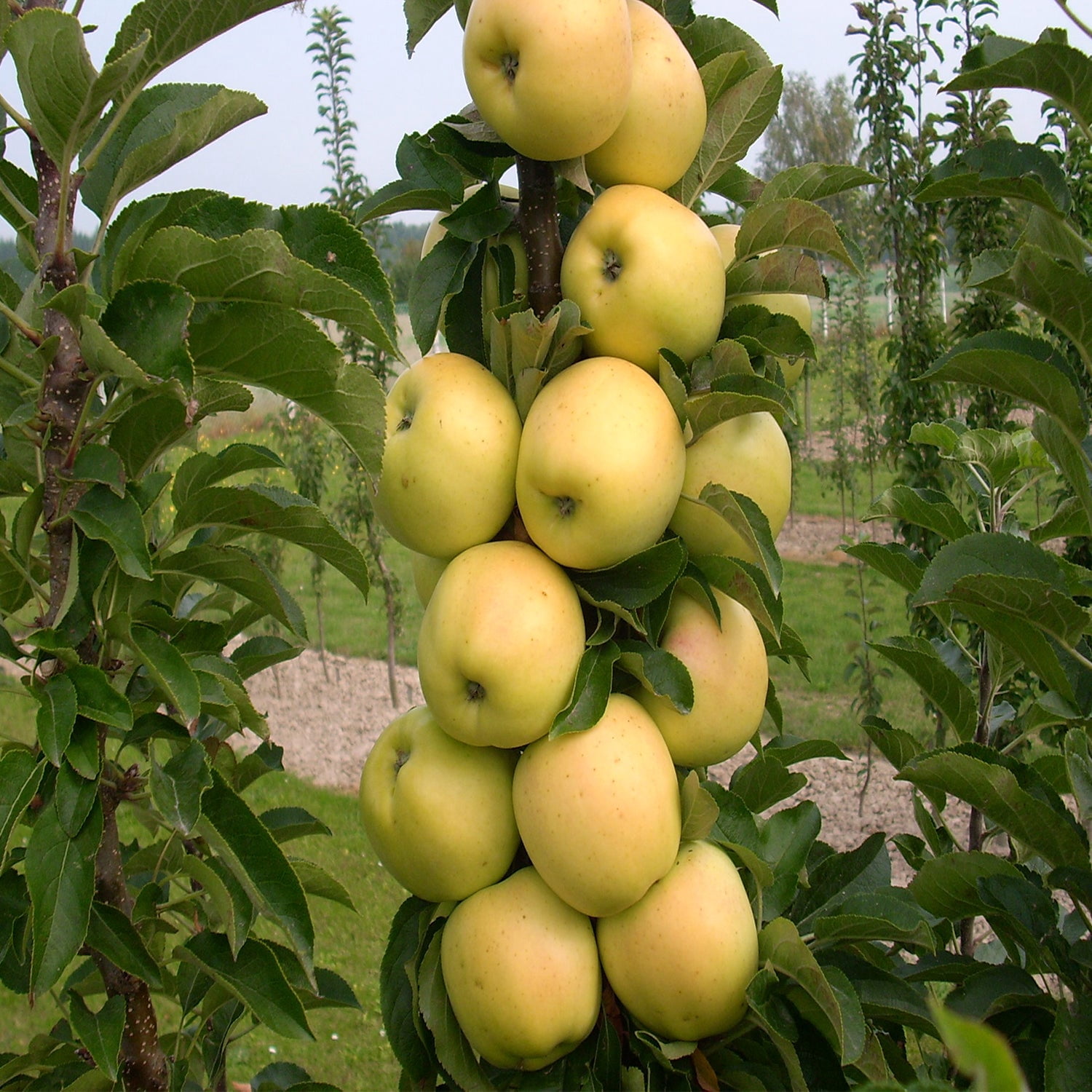 Expert Gardener 2-3' Golden Treat™ Columnar Apple Live Tree in 1 gal. Grower Pot