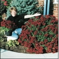 thumbnail image 4 of Rootblast Fertilizer, 12 oz, Natural Formula Helps Plants Grow Bigger, Faster, and Stronger, 4 of 8