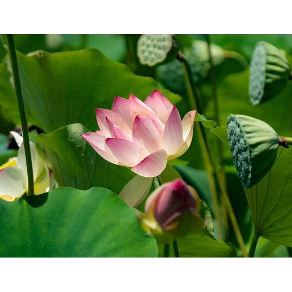 15 Lotus Seeds - Grow in Koi Ponds, Ponds, Grow in a Bowl as Bonsai - Water Lily Grow Very Easy - Ships from Iowa, USA