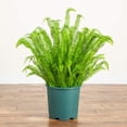 thumbnail image 5 of Nearly Natural 4ft. UV Resistant Artificial Boston Fern Plant with Real Touch Leaves (Indoor/Outdoor), 5 of 6