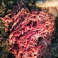 100 Count Live Red Wiggler Earthworms Garden Red