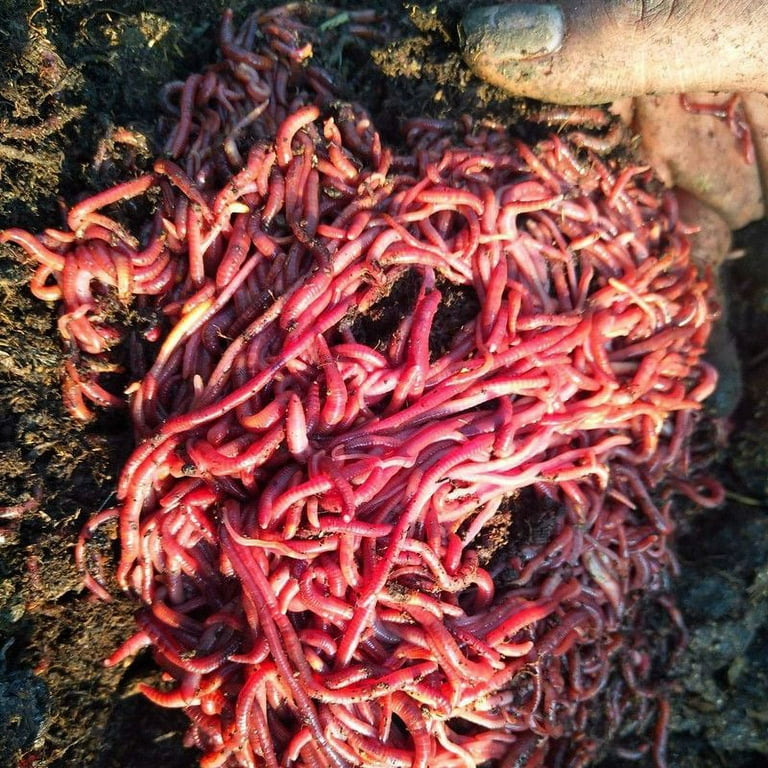 100 Count Live Red Wiggler Earthworms Vermicomposting Garden Red Wrigglers  - Farm Composting 