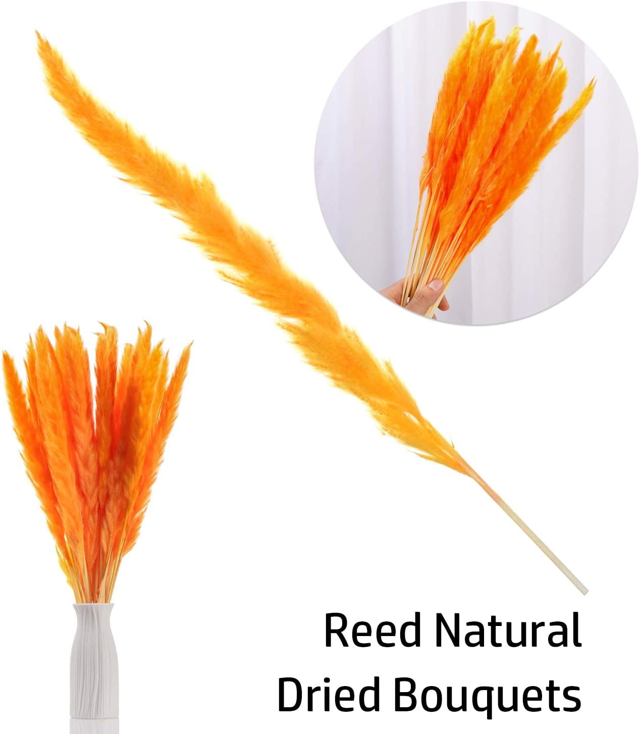 Xelparuc 30pcs Dried Flowers Natural Dried Pampas Grass Reed Plant with Box Real Flowers Romantic Wedding Flower Bulrush Bouquets Flavorful Durable for DIY Home Decor Matching Photography