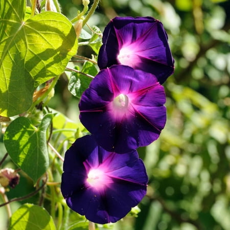 Eden Brothers Morning Glory Seeds - Knowlians Black, Non-GMO Seeds for Planting, Packet | Low-Maintenance Flower Seeds, Plant During Spring, Zones 1, 2, 3, 4, 5, 6, 7, 8, 9, 10