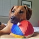 thumbnail image 2 of Pelota de playa de peluche Fluff & Tuff, juguete para mascotas de 18 cm de diámetro, 2 of 3