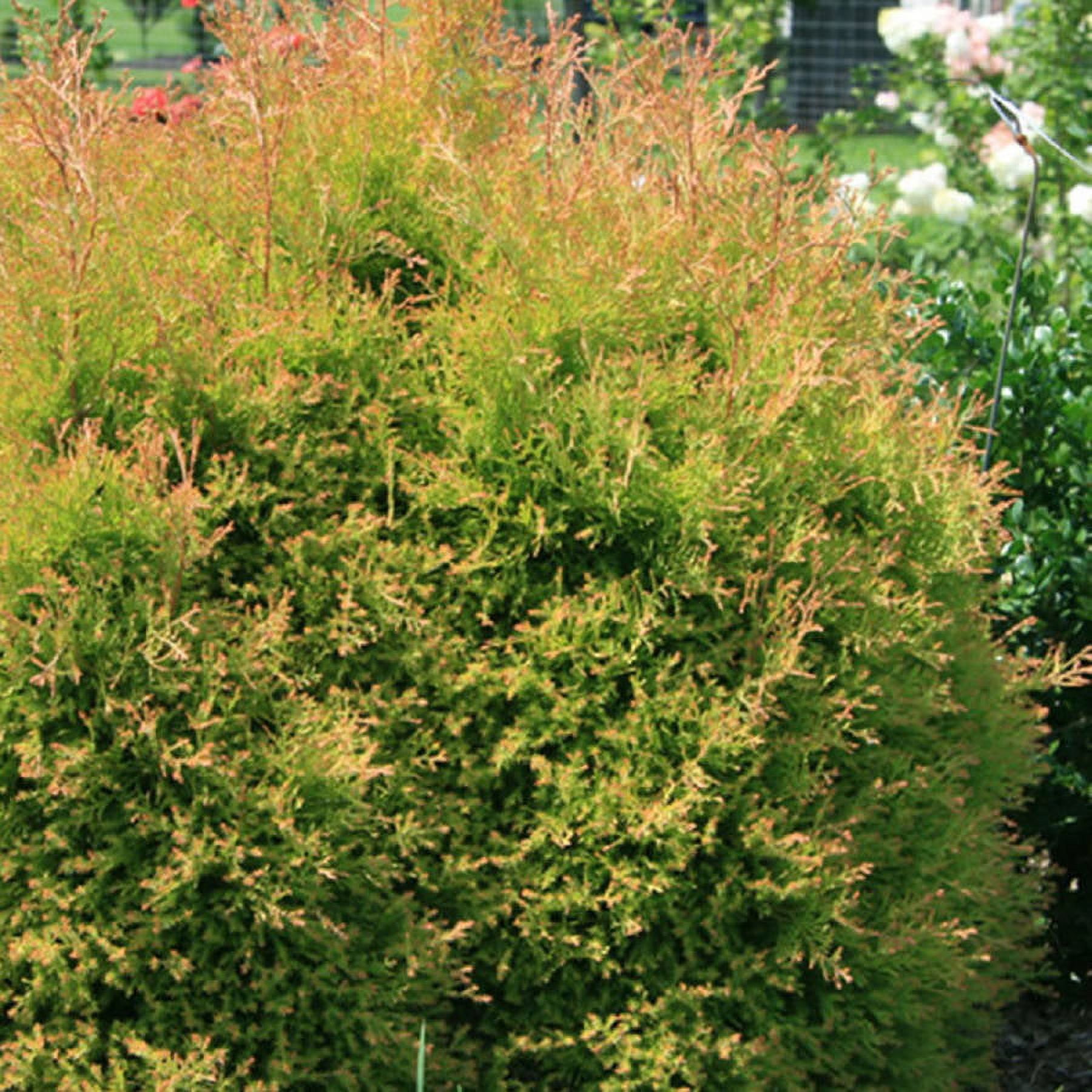 Southern Living Fire Chief Arborvitae Live Shrub in 2.5-Quart Grower Pot