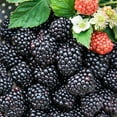 thumbnail image 2 of Black Magic Blackberry (Rubus) Deciduous Bare Root Starter Fruiting Plant (1-Pack), 2 of 3