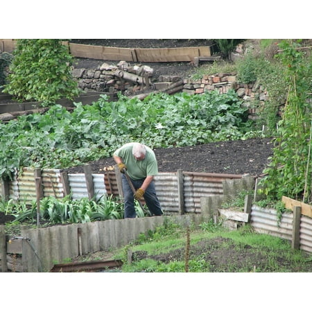 Canvas Print Vegetables Gardening Garden Spring Gardener Nature Stretched Canvas 10 x