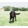 thumbnail image 3 of CHOK Quincaillerie Canine - Balle de Rapport « Respire à Droite » - Orange Moyen, 3 of 3