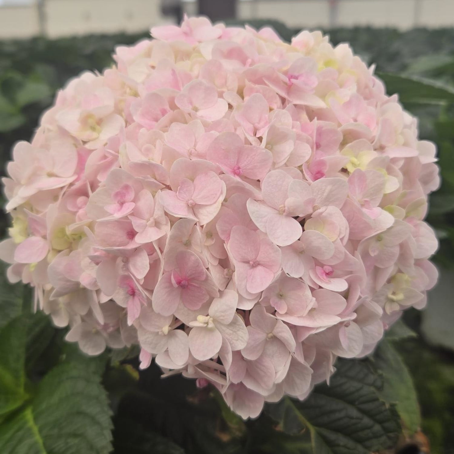 Proven Winners ColorChoice 5" Multicolor Wee Bit Innocent Bigleaf Hydrangea Live Plant in 4.5" Pot (4 Count)
