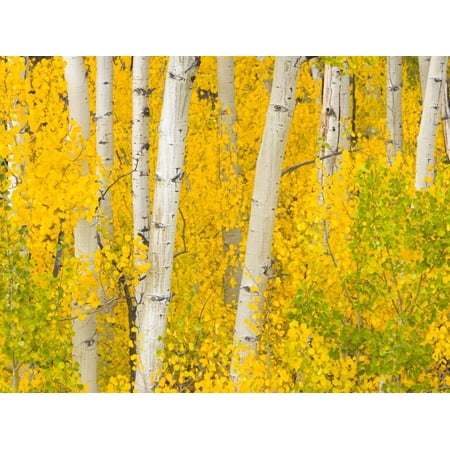 Trees and Autumn Foliage Print Wall Art By John Eastcott & Yva Momatiuk