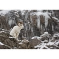thumbnail image 2 of Dall Sheep Ram Stands On A Rocky Cliff With Icicles Above Seward Highway, 2 of 4