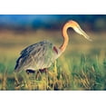thumbnail image 2 of Fitzharris, Tim 18x14 Gold Ornate Wood Framed with Double Matting Museum Art Print Titled - Goliath Heron, 2 of 4