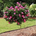 thumbnail image 4 of Brighter Blooms - Pink Knock Out® Rose Tree, 3-4 ft. - No Shipping to AK, AZ, HI, 4 of 7