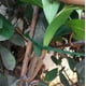 thumbnail image 4 of mfyjkho Paquete de 50 bridas verdes para jardinería|ideales para sujetar plantas y fijar enredaderas, 4 of 5