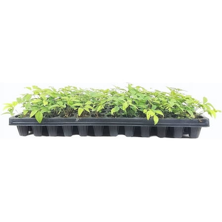 Nandina Gulf Stream Heavenly Bamboo 3 Live Plants Compact Colorful Ornamental Shrub