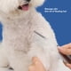 thumbnail image 4 of Peine De Metal Para El Cuidado De Perros, Profesional Para Quitar Nudos, Ligero, Portátil, Seguro, Con Extremos Redondeados, Peine De Metal Para Gatos, Caniches De Té, Mascotas, 4 of 7