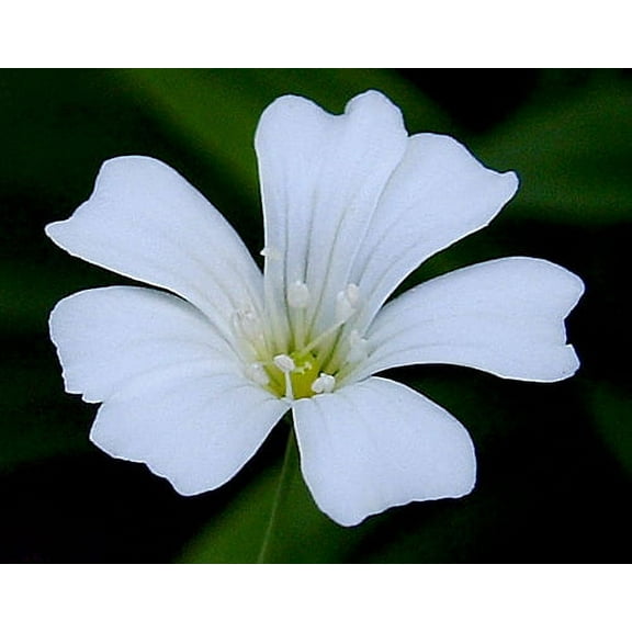 Baby's Breath Nice Garden Flower By Seed Kingdom BULK 1 Lb Seeds