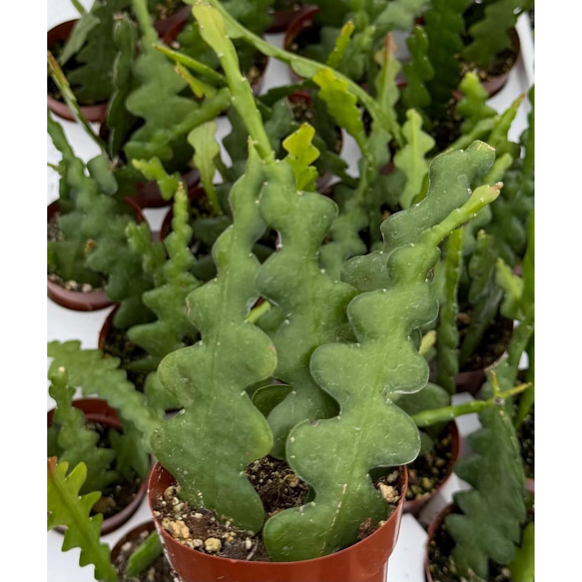 Fishbone Cactus Plant Live Orchid Cactus Zig Zag Cactus Tropical Houseplant in 2.5" Pot