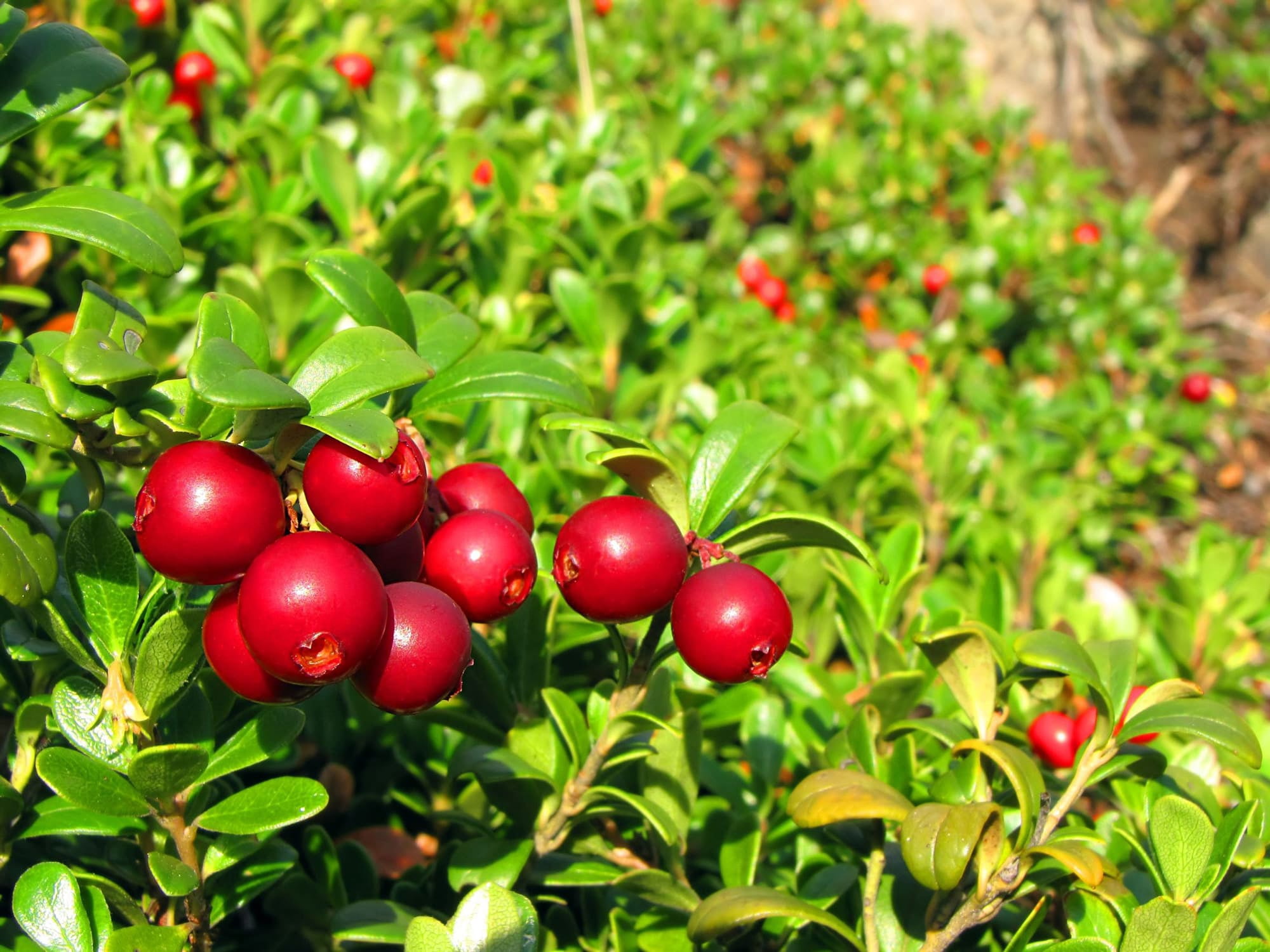 Dried Cranberries, 5 Pounds - Raw, Vegan, Kosher - by Food to Live