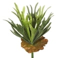 thumbnail image 1 of Frosted-Green Staghorn Fern Bush Succulent, 1 of 1