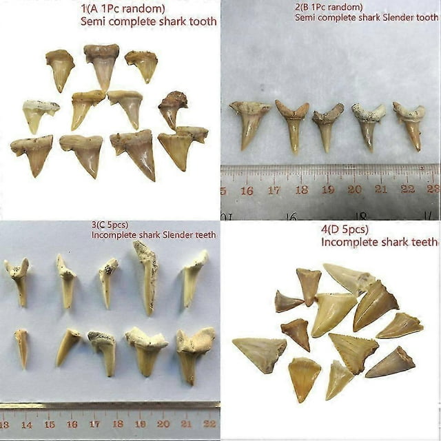 Natural Animal Tooth Shark Tooth Mineral Specimen Gift Decorative Pendant Toys