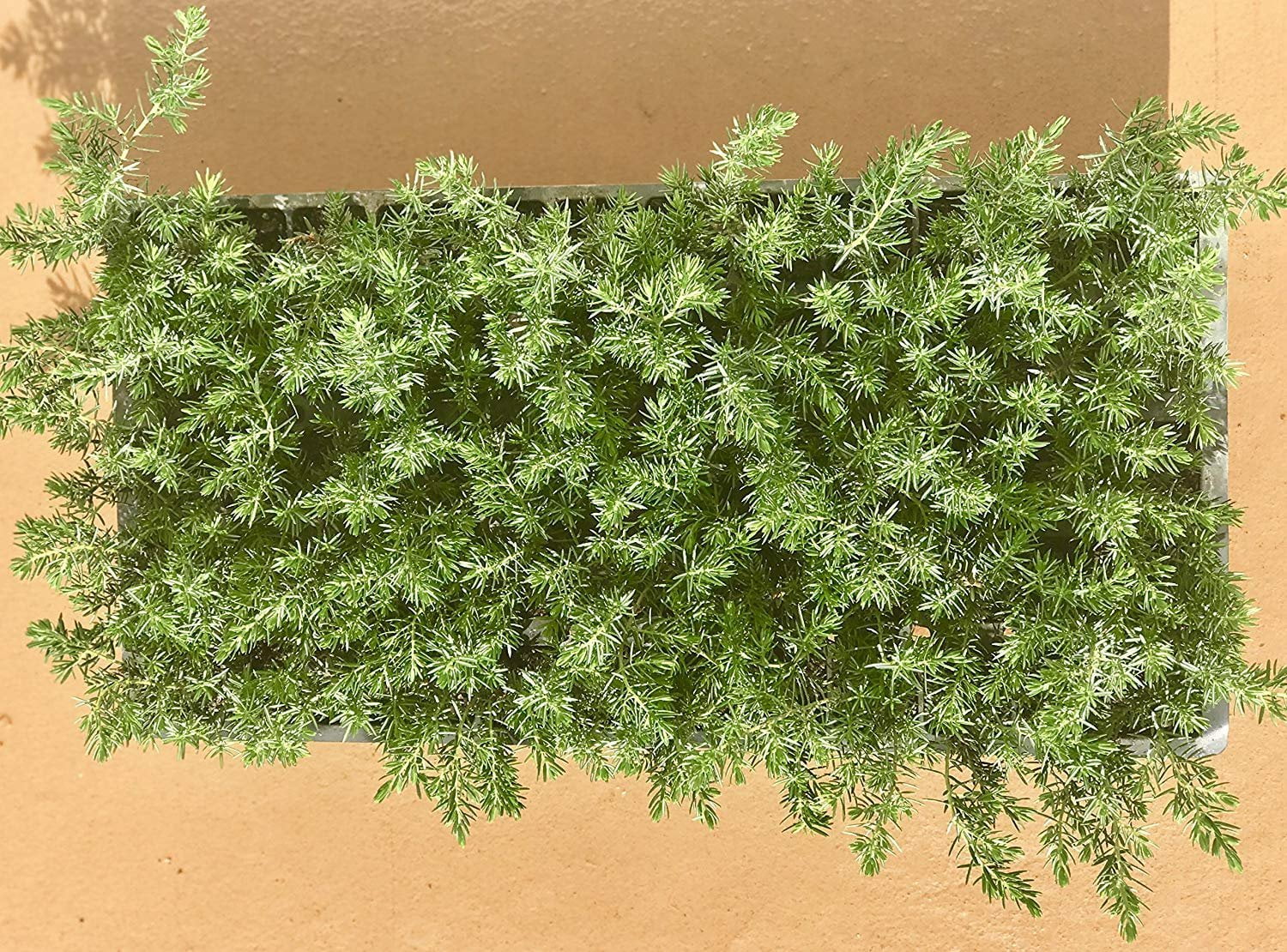 Juniper Blue Pacific - 30 Live Plants - 2" Pot Size - Evergreen Ground Cover 'Shore Juniper'