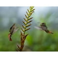 thumbnail image 3 of Fitzharris, Tim 18x15 Black Modern Framed Museum Art Print Titled - Rufous Tailed Hummingbirds, 3 of 5