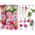 thumbnail image 3 of Surtido de flores secas prensadas, adornos de flores secas naturales para resina Rosa, 3 of 3