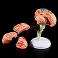 thumbnail image 3 of Flmtop Removable Anatomical Human Internal Brain Model Medical Sculptures Teaching Tool, 3 of 5