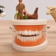 thumbnail image 2 of Children's Early Education Educational Toys, Dental Tooth Model Teaching Model Denture Model Oral Equipment Material Dental Tools (1 Pack), 2 of 5