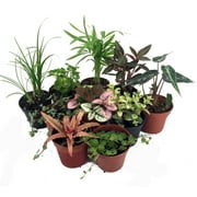 Terrarium & Fairy Garden Plants - 10 Plants in 2" pots
