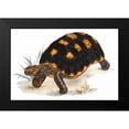 thumbnail image 2 of Sowerby, James 18x13 Black Modern Framed Museum Art Print Titled - Tortoise, Carbonaria, 2 of 5