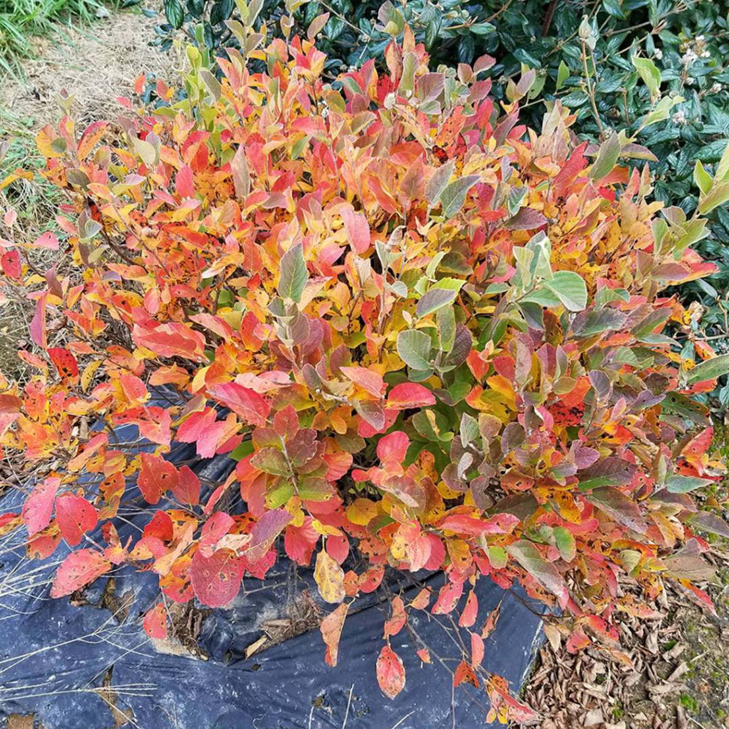 Proven Winners ColorChoice 5" Legend Of The Small Bottlebrush Live Plant in 4.5" Pot (4 Count)