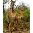 thumbnail image 2 of Underdahl, Dana 15x18 Black Ornate Wood Framed with Double Matting Museum Art Print Titled - Giraffe Walk II, 2 of 4
