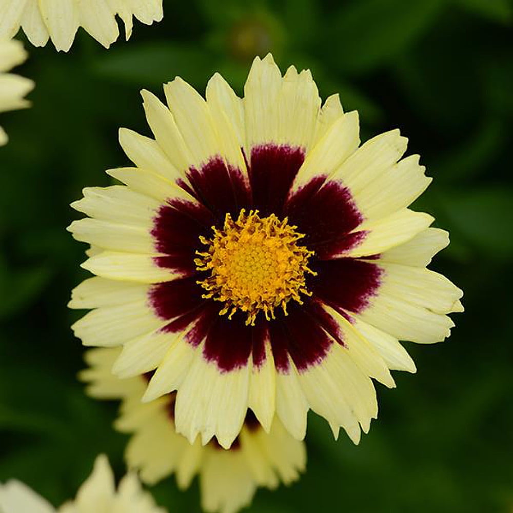 Up Tick Cream &amp; Red Coreopsis Tickseed Perennial Live