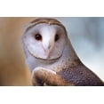 thumbnail image 2 of Haddad, Sheila 32x23 Black Ornate Wood Framed with Double Matting Museum Art Print Titled - A Barn Owl-close up-looking directly on, 2 of 4