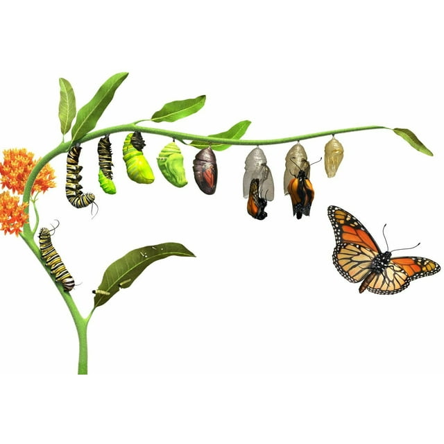 Monarch Butterfly Garden Kit - Raise Monarch Butterflies - Walmart.com