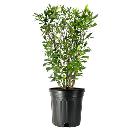 Wax Myrtle 3 Live Gallon Size Plants Myrica Cerifera Ideal for Natural Landscaping Fragran, Fast-Growing & Hardy