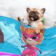 thumbnail image 3 of Manta para perros SuperKitties, manta suave y cálida, mantas para perros para niñas y niños, manta para mascotas, manta de terciopelo de doble cara para mascotas, 3 of 8