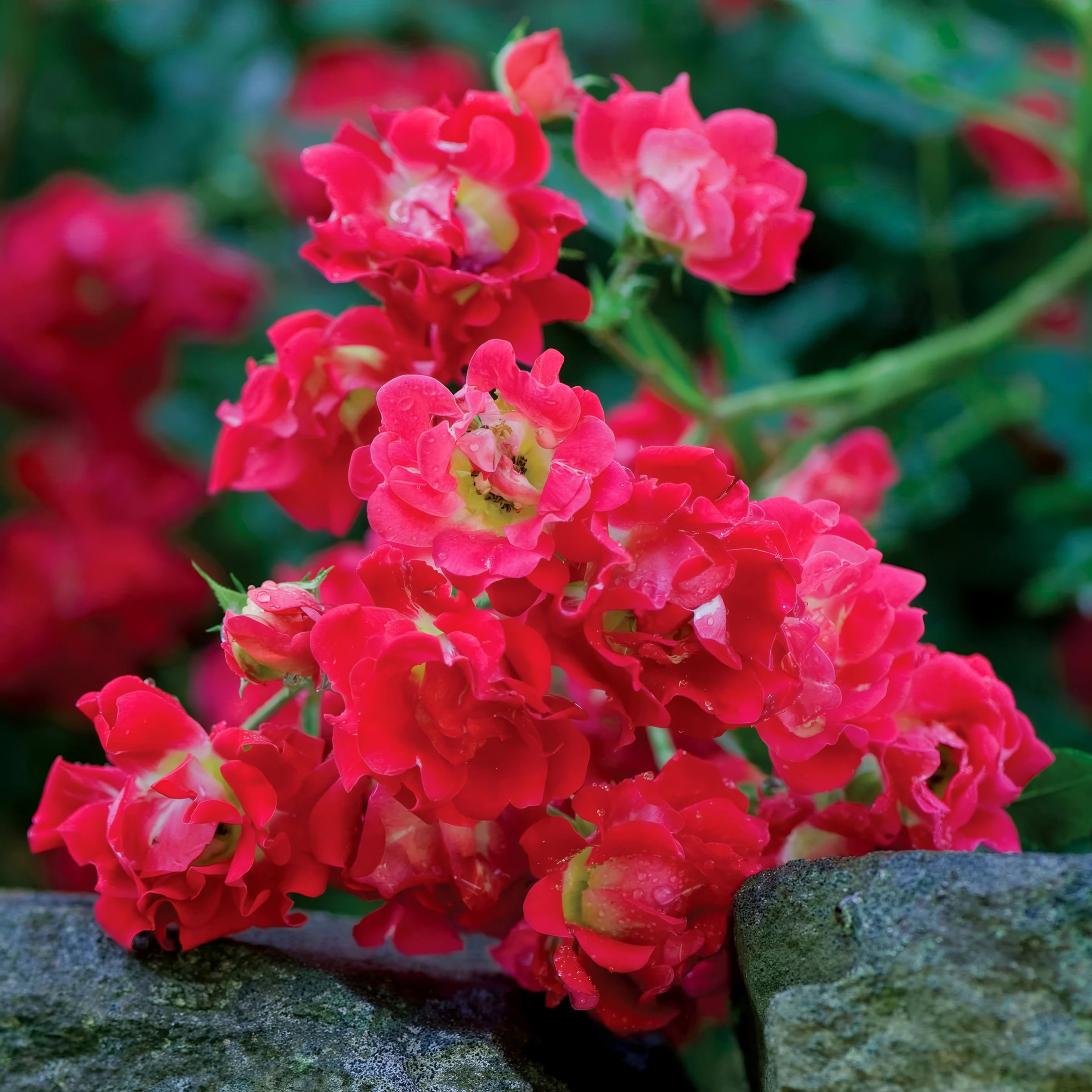 National Plant Network 3 gal Drift Rose Red Live Shrub Conditions in Full Sun with Red Flowers